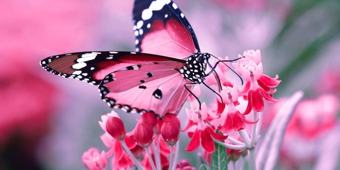 1920x1200 57+] Beautiful Butterfly Wallpapers Desktop on WallpaperSafari