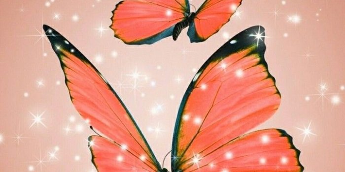 720x1280 Orange Butterfly Wallpapers - Top Free Orange Butterfly Backgrounds -  WallpaperAccess