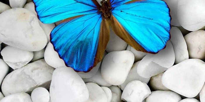 1080x1920 Blue Butterfly Wallpaper - EnJpg