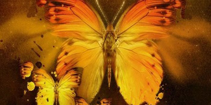 1080x2160 Butterfly Wallpapers : Explore Top Quality Butterfly Backgrounds [ 2021 ]