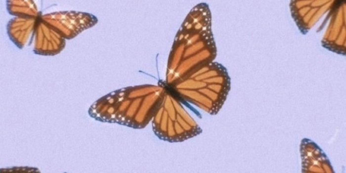 720x1280 Butterfly wallpaper shared by Nirvana Guerrero