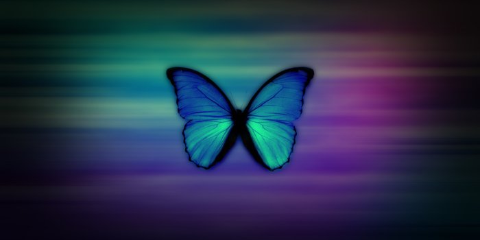 1680x1050 Butterfly Wallpapers • TrumpWallpapers