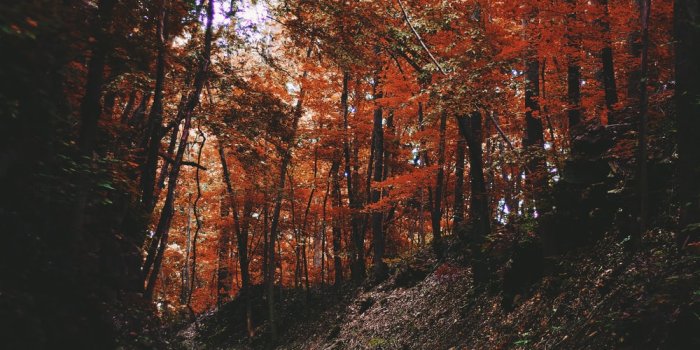 1000x1500 Fall Wallpapers: Free HD Download [500+ HQ] | Unsplash