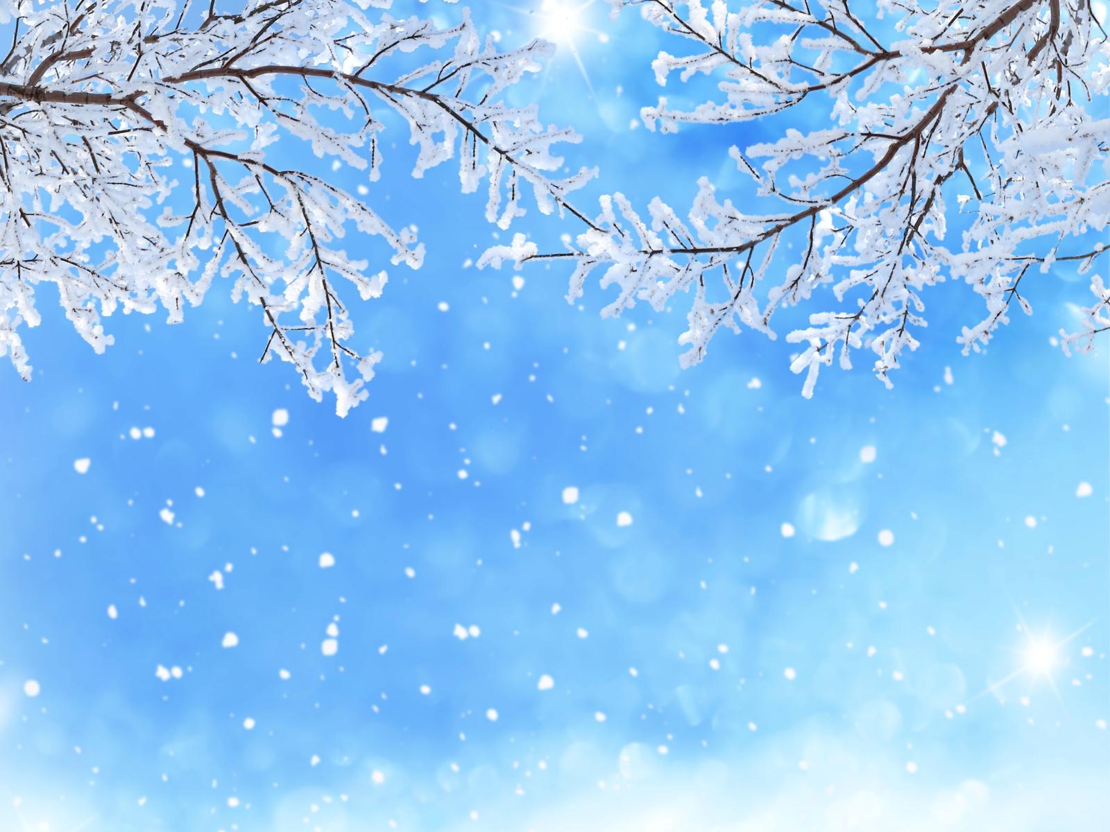 5200x3900 Winter Branches in the Snow 4k Ultra HD Wallpaper | Background Image |  5200x3900