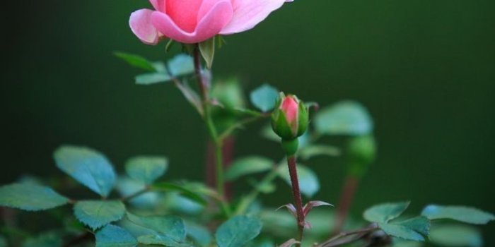 736x1104 Sweet Good Morning Text Message For Her | Good morning tuesday, Good morning  tuesday images, Very good morning images