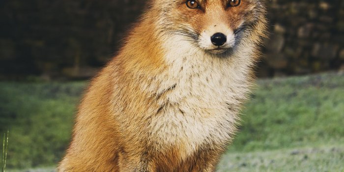 1000x1500 Fox Wallpapers: Free HD Download [500+ HQ] | Unsplash