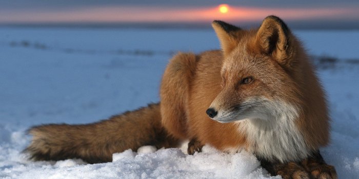 1920x1080 Fox Wallpapers - Top Free Fox Backgrounds - WallpaperAccess