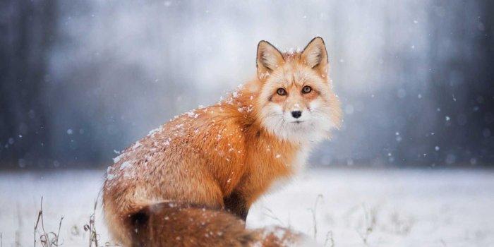 1920x1080 35 Winter Fox Wallpapers - Wallpaperboat