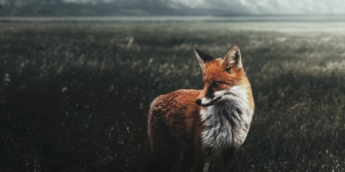 1000x1333 Fox Wallpapers: Free HD Download [500+ HQ] | Unsplash