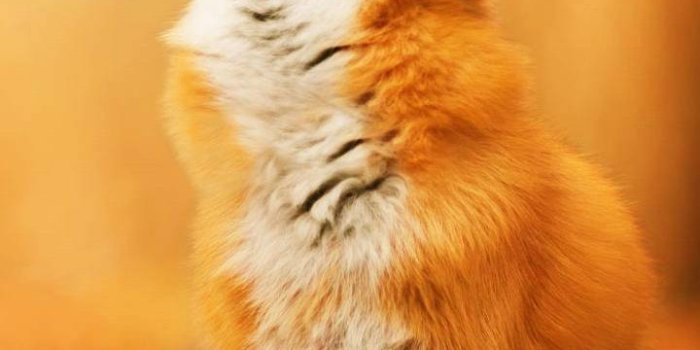 720x1280 Autumn Fox Wallpapers