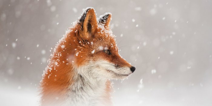 2500x1667 Fox Wallpaper - EnJpg