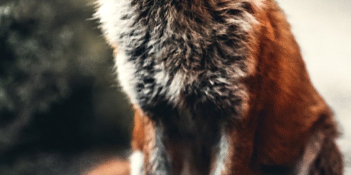 1242x2688 Fox Wallpaper - KoLPaPer - Awesome Free HD Wallpapers