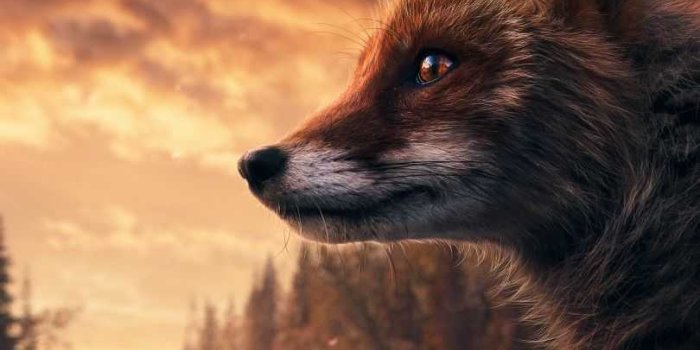 810x1440 HD Fox Wallpaper - iXpap