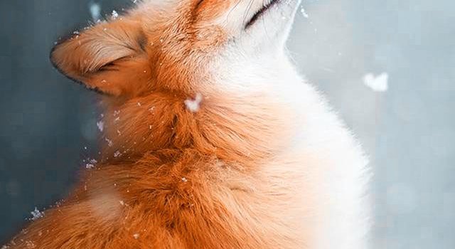 640x1280 Fox Wallpaper - KoLPaPer - Awesome Free HD Wallpapers