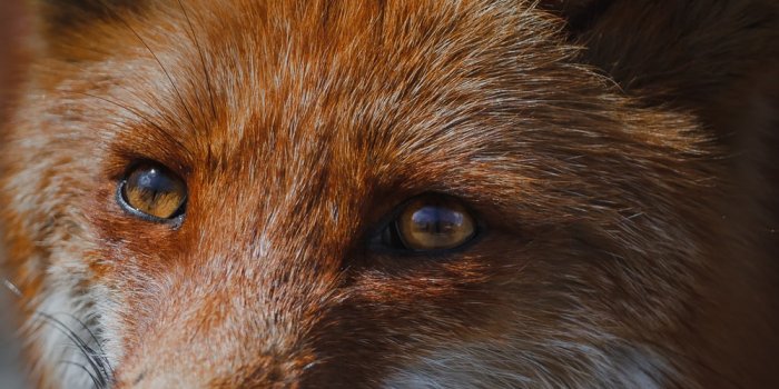 1000x1500 Fox Wallpapers: Free HD Download [500+ HQ] | Unsplash