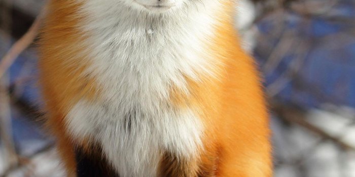 1280x1920 Fox Wallpaper - EnJpg