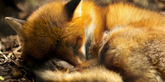 1280x800 Best Fox iPad HD Wallpapers - iLikeWallpaper