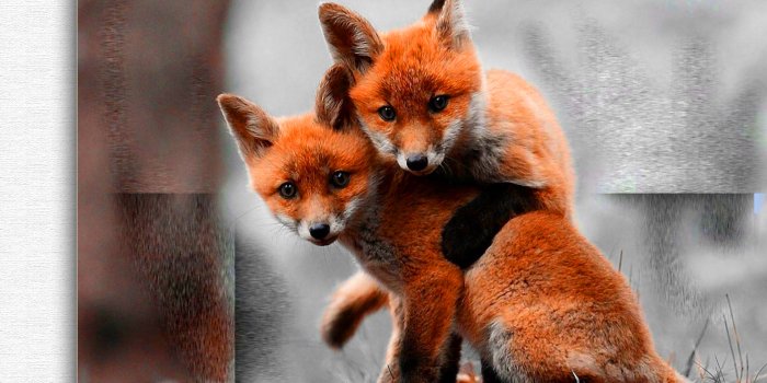 1920x1200 Fox Wallpapers - Animal Spot