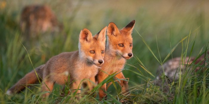 1920x1080 My Baby Fox HD Wallpapers New Tab - MyStart