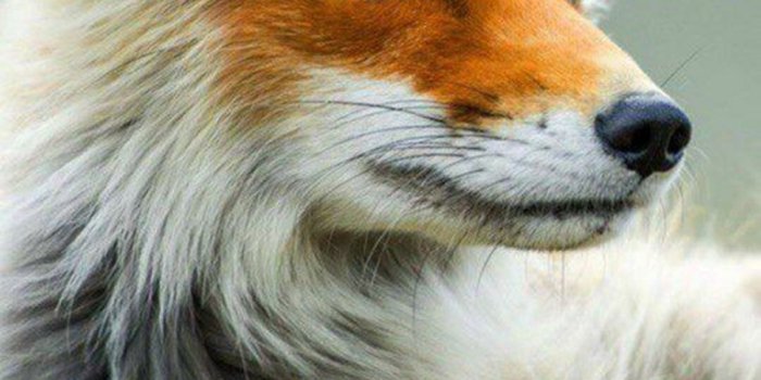 900x1600 Fox Wallpapers For Phone and iPhone - Best Wallpapers