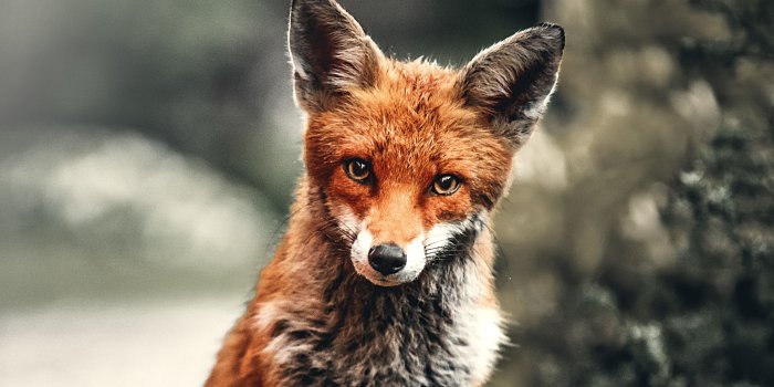 4525x2545 4K Fox Wallpapers - Top Free 4K Fox Backgrounds - WallpaperAccess