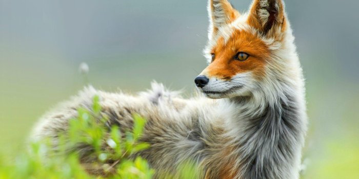 1920x1080 Free download Red Fox Wallpapers [1920x1080] for your Desktop, Mobile &  Tablet | Explore 70+ Red Fox Wallpaper | Red Fox Pictures for Wallpaper,  Baby Fox Wallpaper, Fox Wallpaper Animal