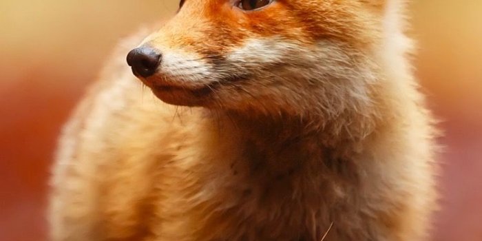 750x1334 Fox Wallpaper - KoLPaPer - Awesome Free HD Wallpapers
