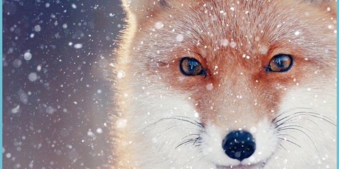 1042x1940 Cute Fox Wallpaper - KoLPaPer - Awesome Free HD Wallpapers - Cute Fox  Wallpaper | Neat