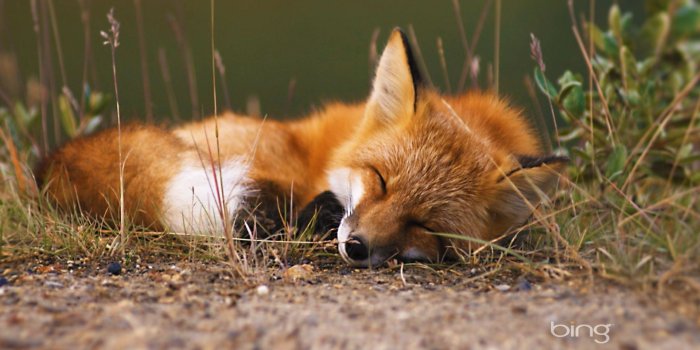 1920x1200 Wallpapers For > Baby Red Fox Wallpaper Data Src - Fox Wallpaper Hd -  1920x1200 Wallpaper - teahub.io