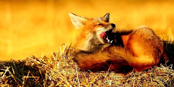 1200x825 70+ Red fox wallpapers phone | Download Free backgrounds