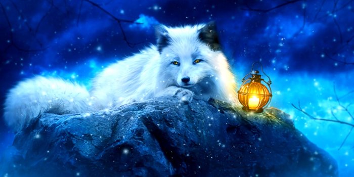 1520x1002 516 Fox Hd Wallpapers Background Images Wallpaper Abyss - 1520x1002 -  Download HD Wallpaper - WallpaperTip