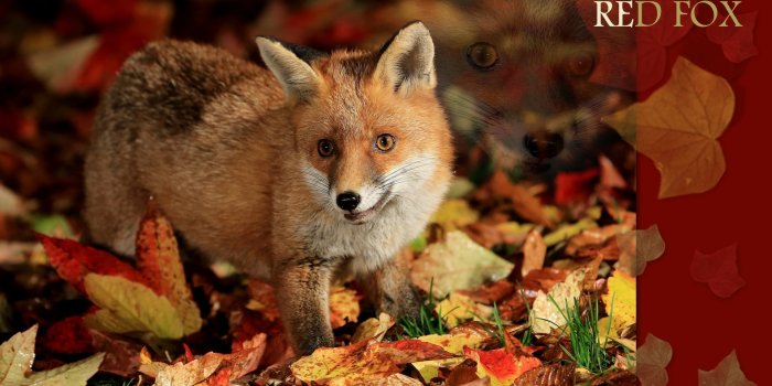 1920x1200 Fox Wallpapers - Animal Spot