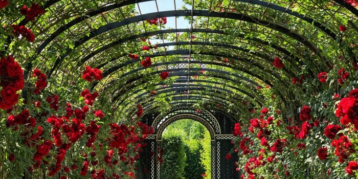 1000x1334 Best 500+ Garden Photos [HD] | Download Free Photos On Unsplash