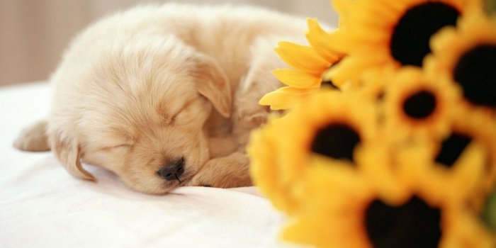 1600x1200 Puppies Wallpaper: So cute | Puppy wallpaper, Sleeping puppies, Puppy  pictures