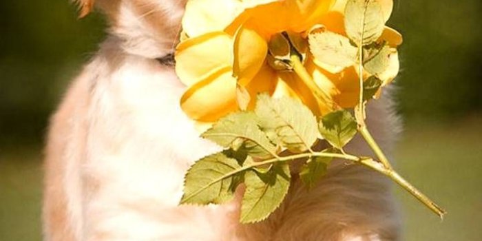 720x1280 Download Puppy wallpaper by Lovely_nature_27 - b5 - Free on ZEDGE™ now.  Browse millions of popular anim… | Cute dog wallpaper, Cute puppy wallpaper,  Puppy wallpaper