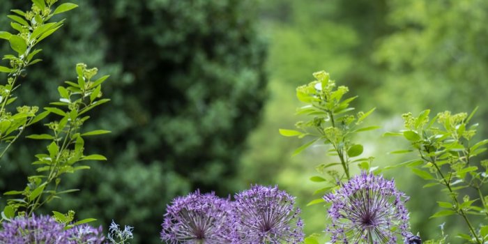 1000x1498 Best 500+ Garden Photos [HD] | Download Free Photos On Unsplash