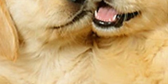 1080x1920 Wallpaper Cute Puppies iPhone | 2021 3D iPhone Wallpaper