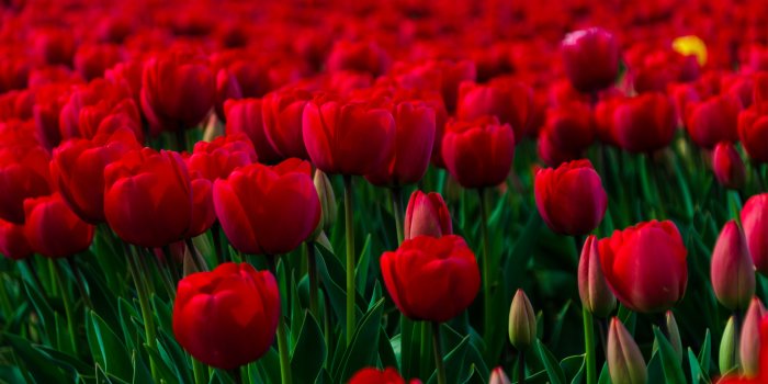 1920x1200 flowers-rose-garden-wallpaper-free-hd-for-desktop