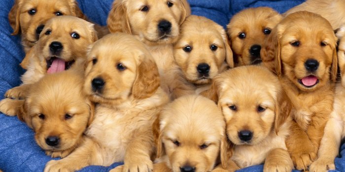 1600x1200 Puppy Wallpapers - Pets Cute and Docile