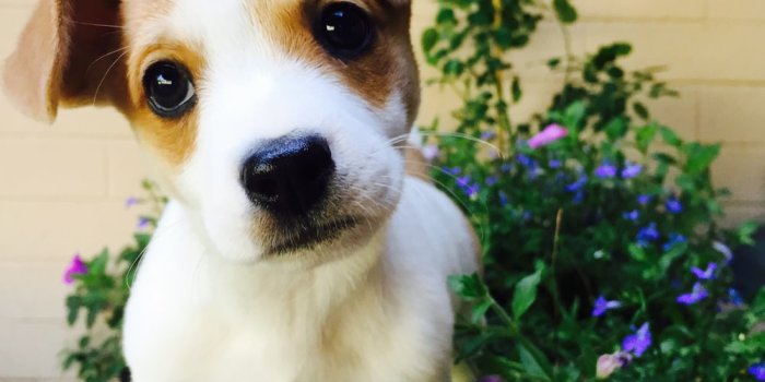 1000x1333 Puppy Wallpapers: Free HD Download [500+ HQ] | Unsplash