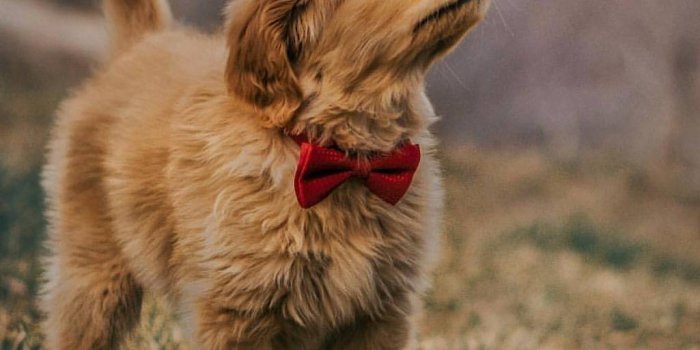 1025x1280 Puppy Wallpaper - EnWallpaper