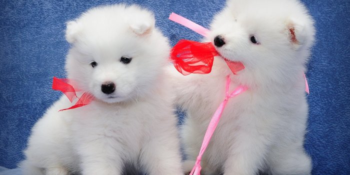 2560x1600 Puppy Wallpapers • TrumpWallpapers