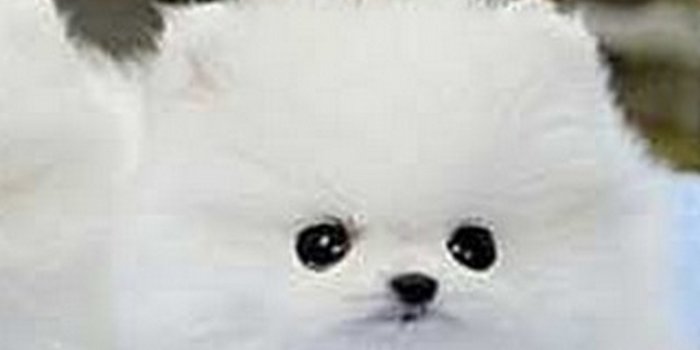 1080x1920 Pictures Of Puppies Wallpaper Android - 2021 Android Wallpapers