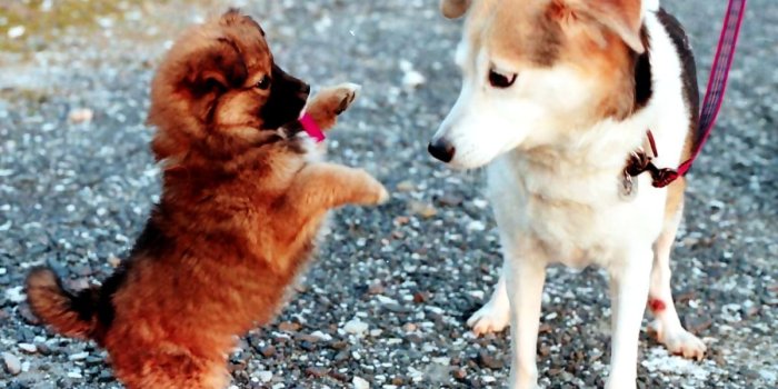 1200x900 100+ HD wallpapers Puppies | Download Free backgrounds