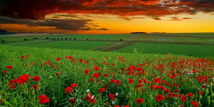 1920x1200 Free download Scenery Wallpapers HD Pictures One HD Wallpaper Pictures  Backgrounds [1920x1200] for your Desktop, Mobile & Tablet | Explore 71+ Scenery  Wallpapers | Anime Scenery Wallpaper, HD Scenery Wallpaper, Natural Scenery  Wallpaper