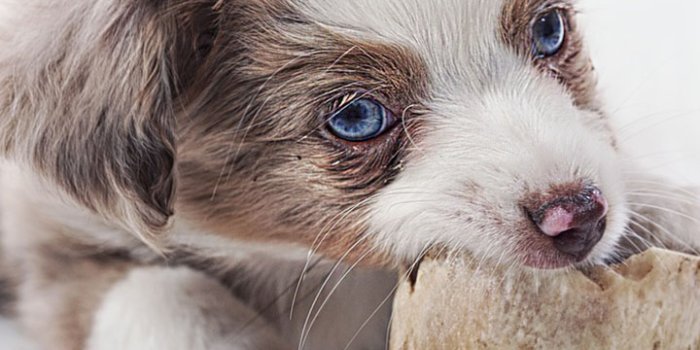 720x1280 Amazon.com: Baby puppies wallpaper : Apps & Games