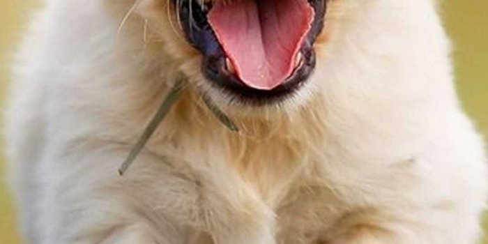 1080x1920 4K Puppy Wallpaper - iXpap