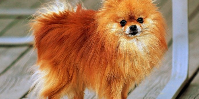 2048x1503 559158 puppies wallpaper free desktop wallpapers | Mocah HD Wallpapers