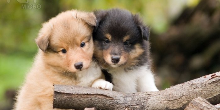 1680x1050 Cute Puppy Backrounds posted by Sarah Walker