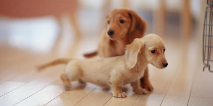 1920x1200 Cute Puppy Wallpapers Group (79+)